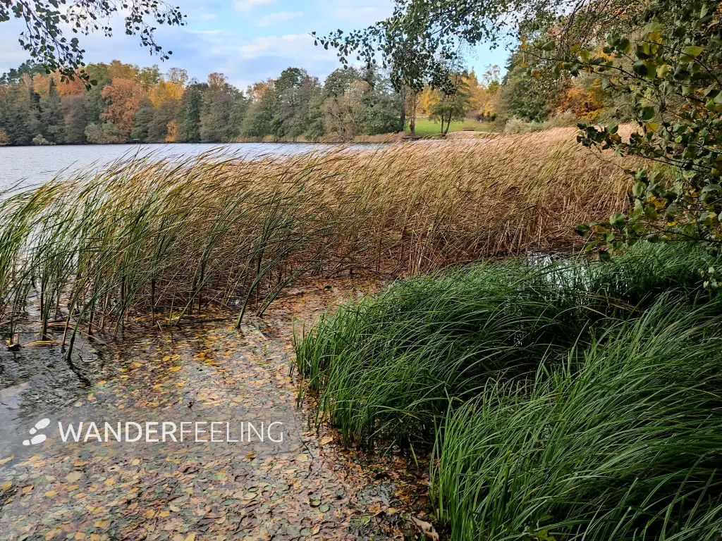 202311060-45 - Badestelle am Schliesersee bei Carpin, Mecklenburgische Seenplatte, Mecklenburg-Vorpommern, Deutschland