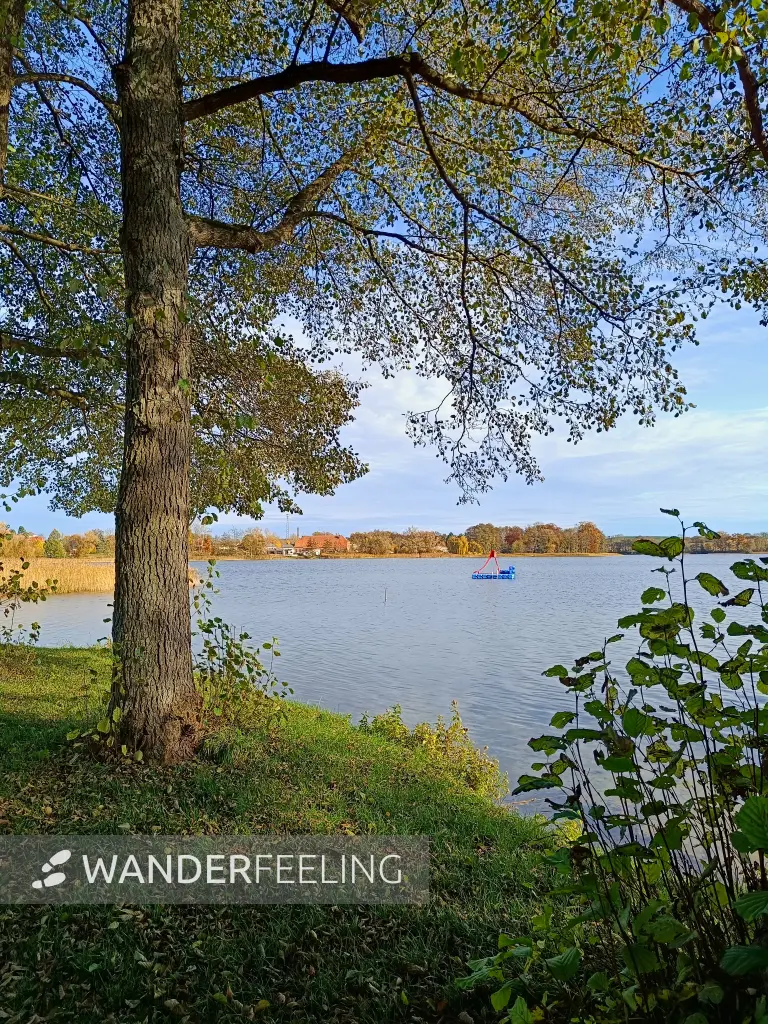 202511050-11 - Badewiese am Groß Labenzer See bei Klein Labenz, Mecklenburgische Seenplatte, Mecklenburg-Vorpommern, Deutschland