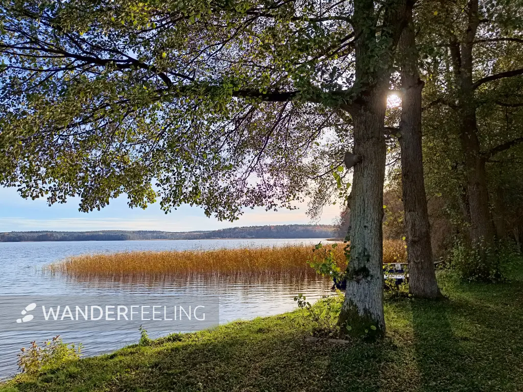 202511050-12 - Badewiese am Groß Labenzer See bei Klein Labenz, Mecklenburgische Seenplatte, Mecklenburg-Vorpommern, Deutschland
