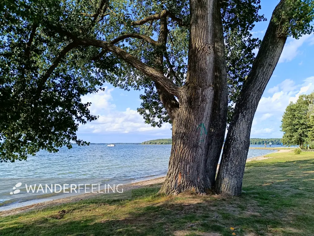 202509120-30 - Badewiese am Plauer See bei Lenz, Mecklenburgische Seenplatte, Mecklenburg-Vorpommern, Deutschland
