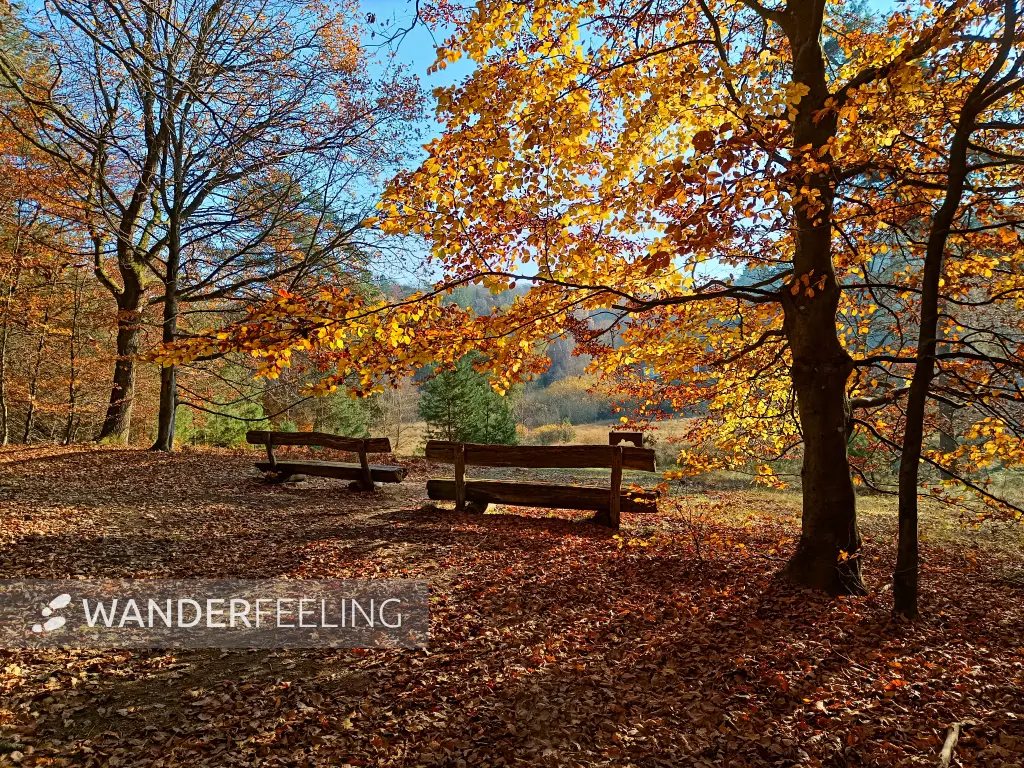 202511070-03 - Bänke im Müritz-Nationalpark bei Serrahn, Mecklenburgische Seenplatte, Mecklenburg-Vorpommern, Deutschland