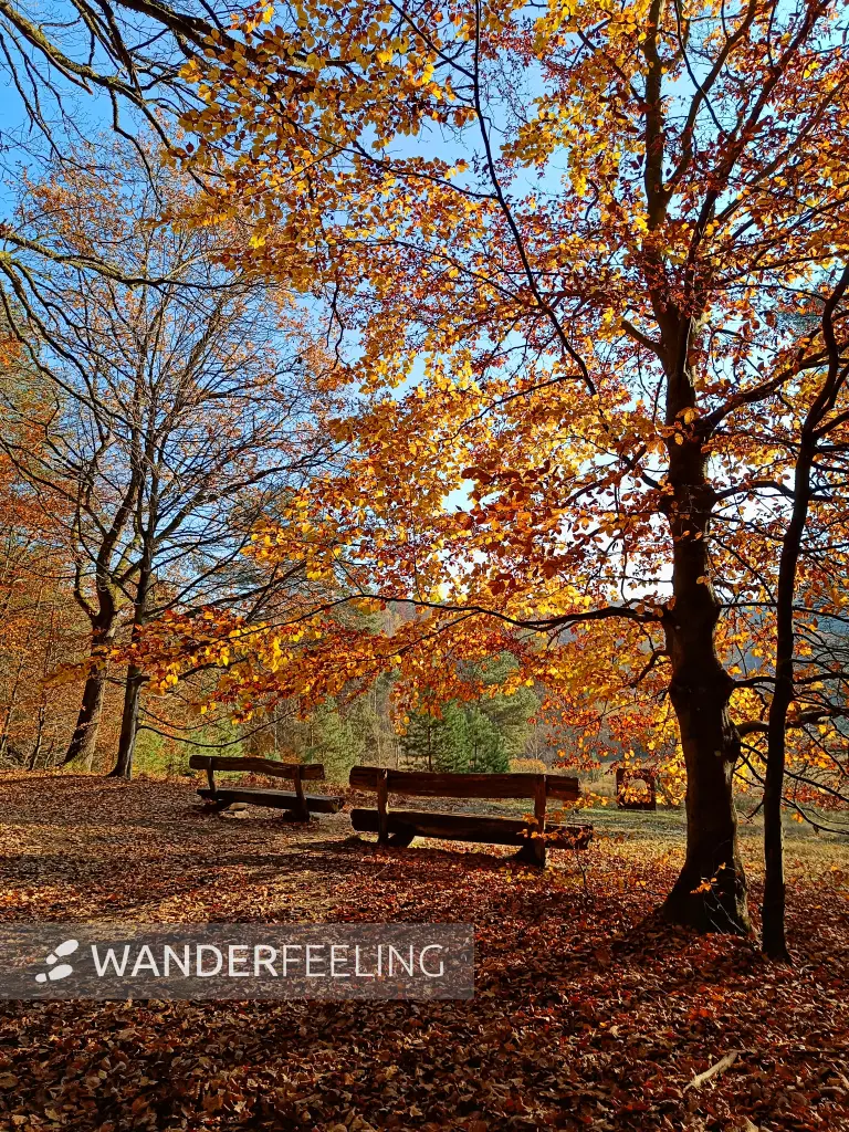 202511070-04 - Bänke im Müritz-Nationalpark bei Serrahn, Mecklenburgische Seenplatte, Mecklenburg-Vorpommern, Deutschland