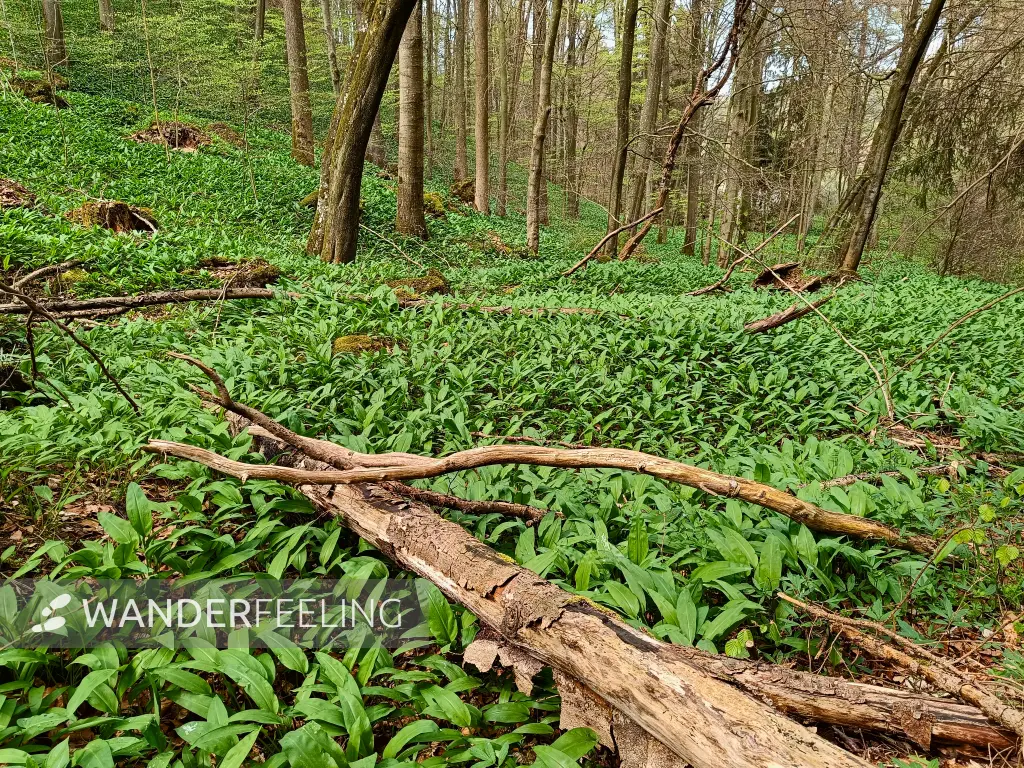 202604270-17 - Bärlauch im Wald bei Nettersheim, Eifel, Nordrhein-Westfalen, Deutschland