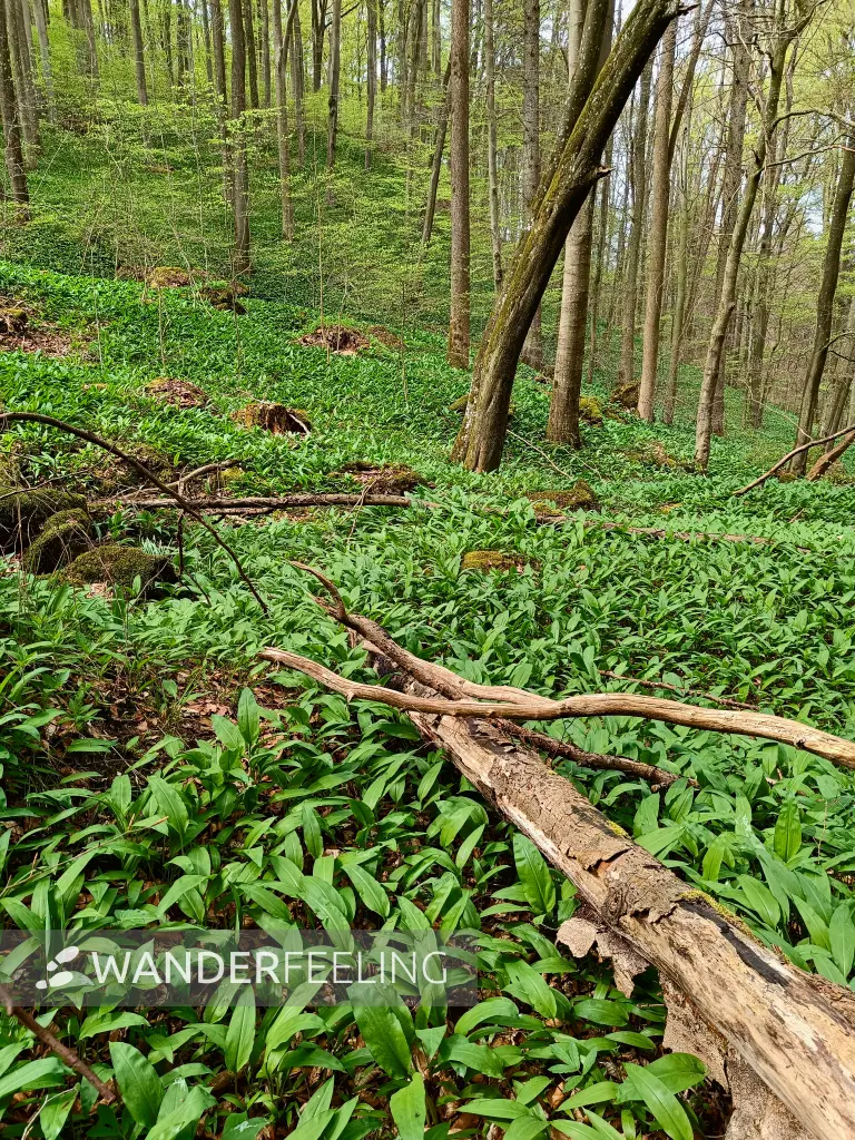 202604270-18 - Bärlauch im Wald bei Nettersheim, Eifel, Nordrhein-Westfalen, Deutschland