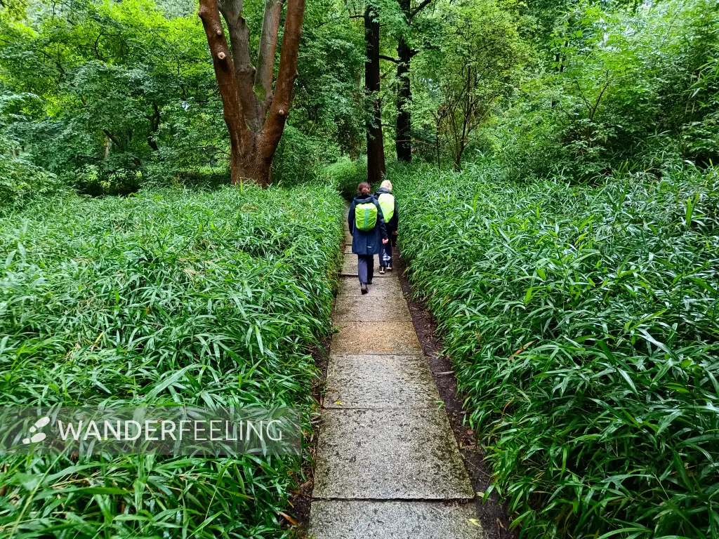 202507230-17 - Bambusweg im Tiergarten, Berlin, Deutschland