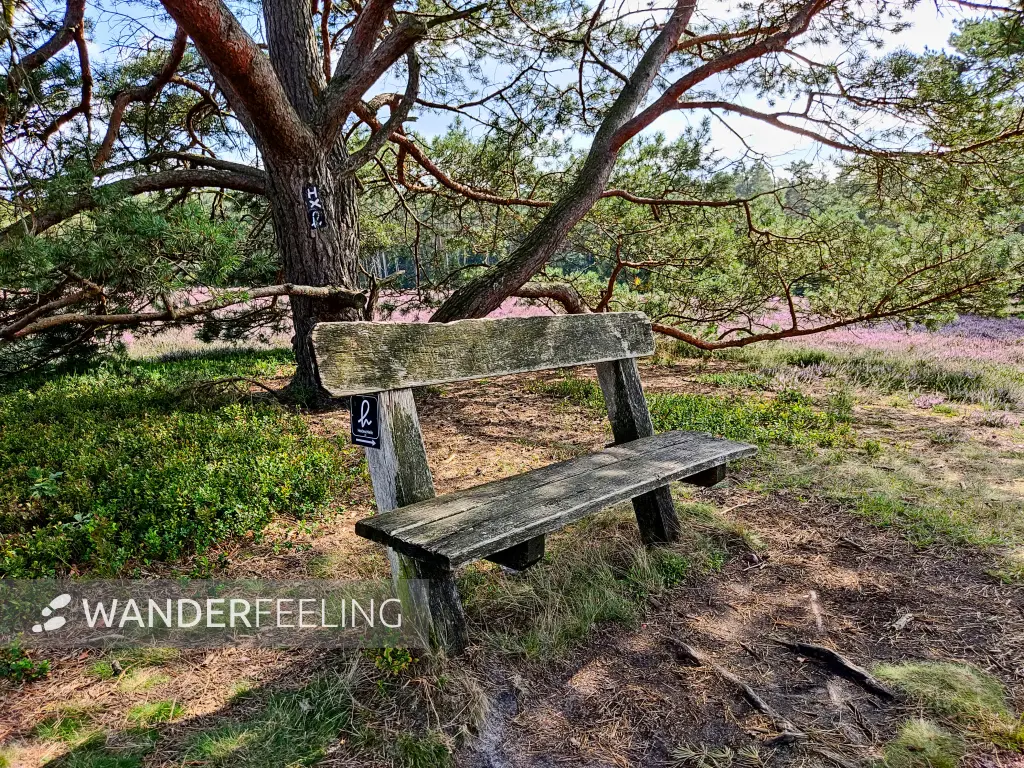 202308140-05 - Bank in der Misselhorner Heide bei Hermannsburg, Lüneburger Heide, Niedersachsen, Deutschland