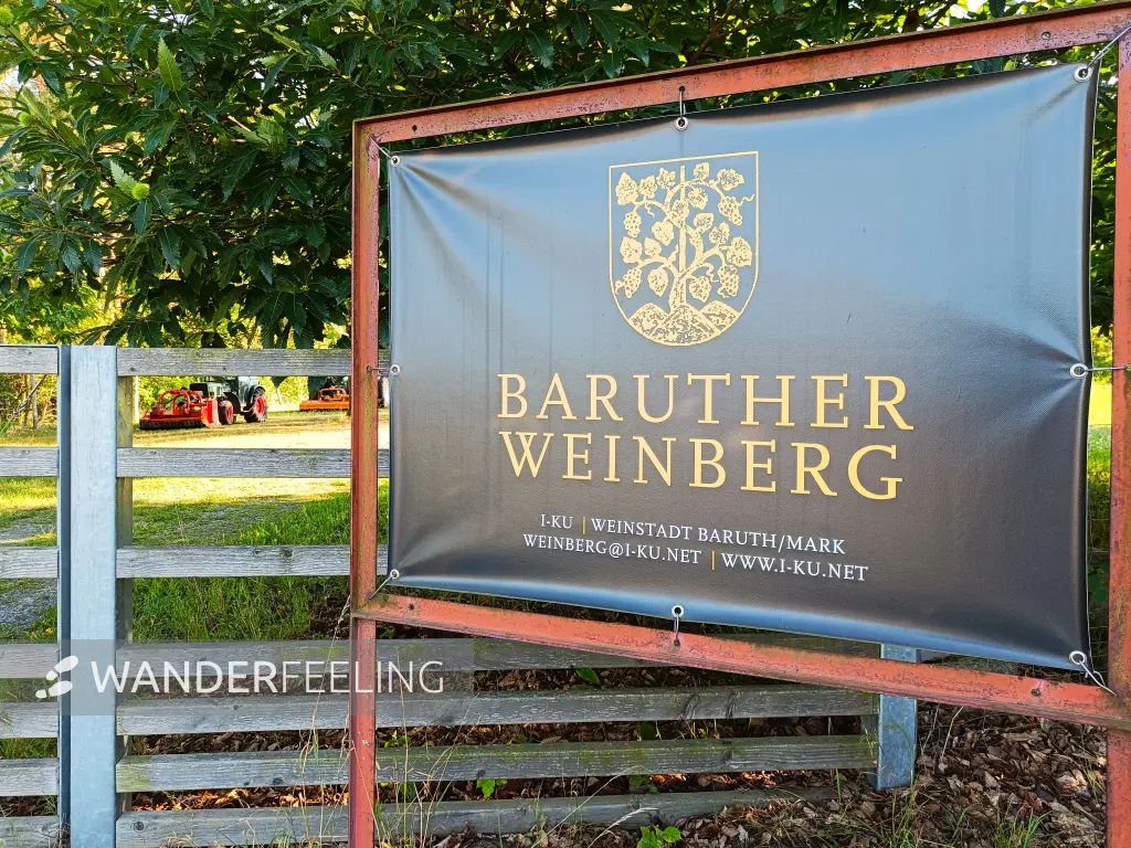 202608080-16 - Baruther Weinberg bei Baruth, Fläming, Brandenburg, Deutschland
