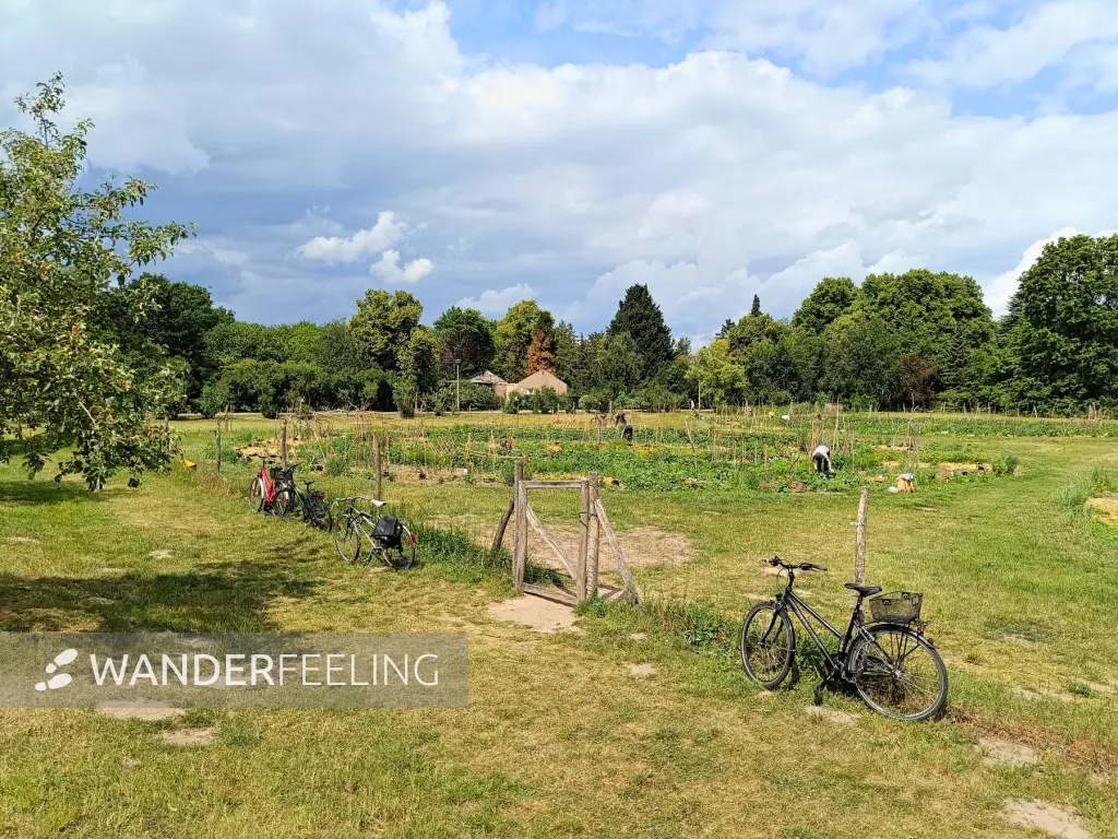 202506070-08 - Bauerngarten im Botanischen Volkspark Pankow, Berlin, Deutschland
