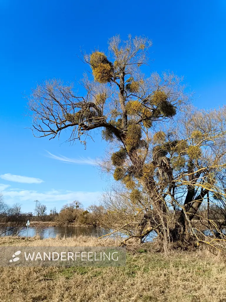 202603030-18 - Baum mit Misteln an der Mulde in Dessau, Anhalt-Dessau-Wittenberg, Sachsen-Anhalt, Deutschland