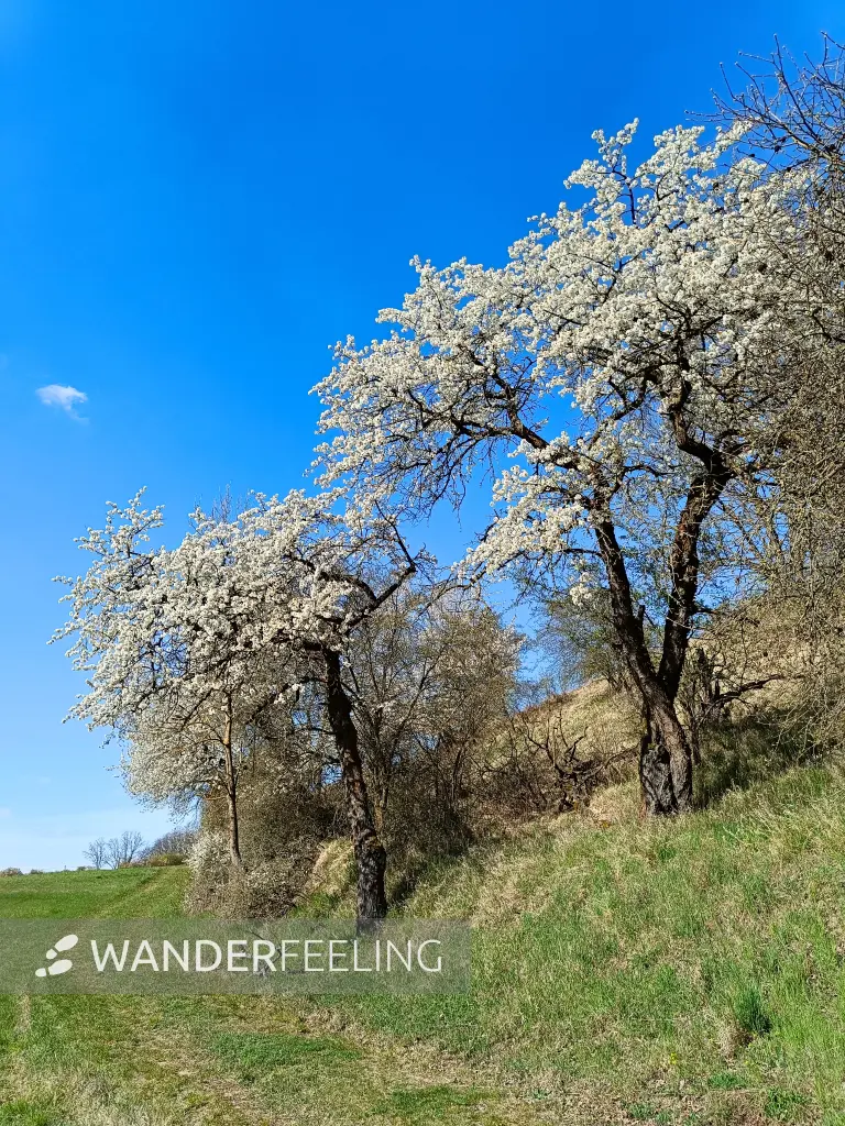 202604150-29 - Baumblüte bei Lebus, Seenland Oder-Spree, Brandenburg, Deutschland