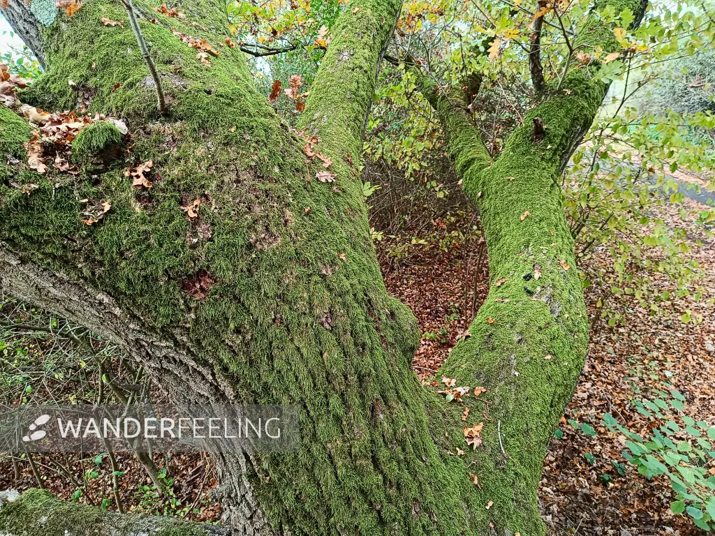 202510210-28 - Bemooster Baumstamm im Lindetal bei Burg Stargard, Mecklenburgische Seenplatte, Mecklenburg-Vorpommern, Deutschland