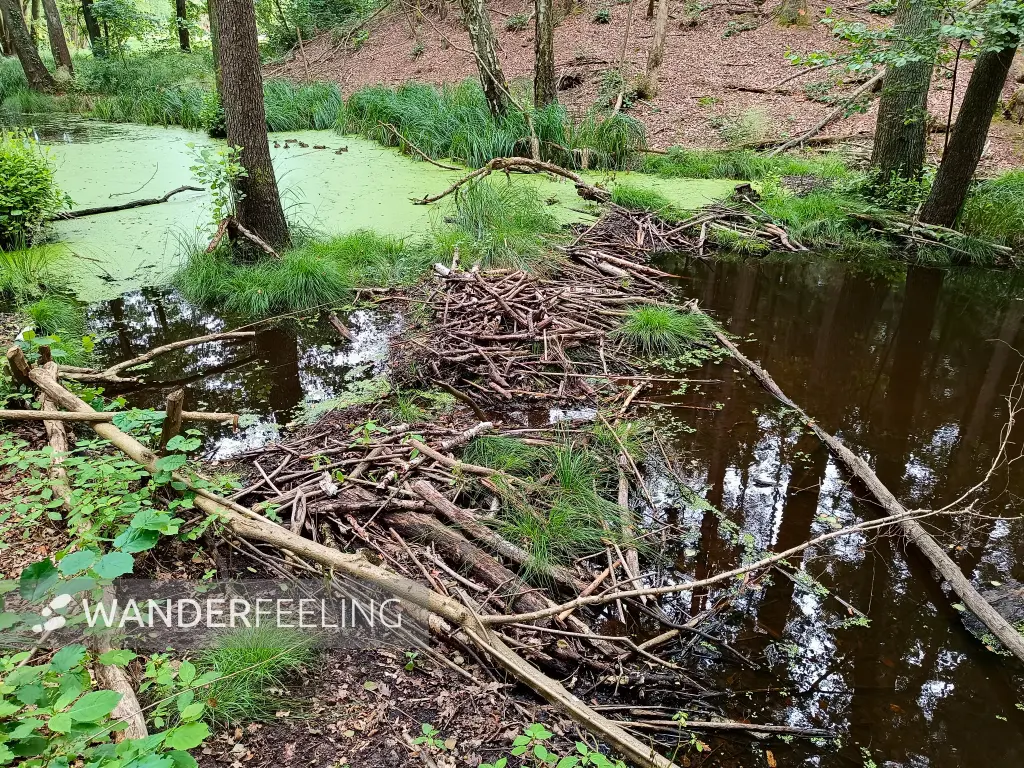 202508020-32 - Biberdamm bei Waldsieversdorf, Märkische Schweiz, Seenland Oder-Spree, Brandenburg, Deutschland