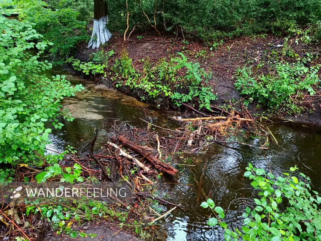 202507230-03 - Biberdamm im Tiergarten, Berlin, Deutschland