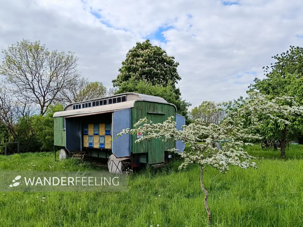 202605090-29 - Bienenwagen in Louisenhof, Uckermark, Brandenburg, Deutschland