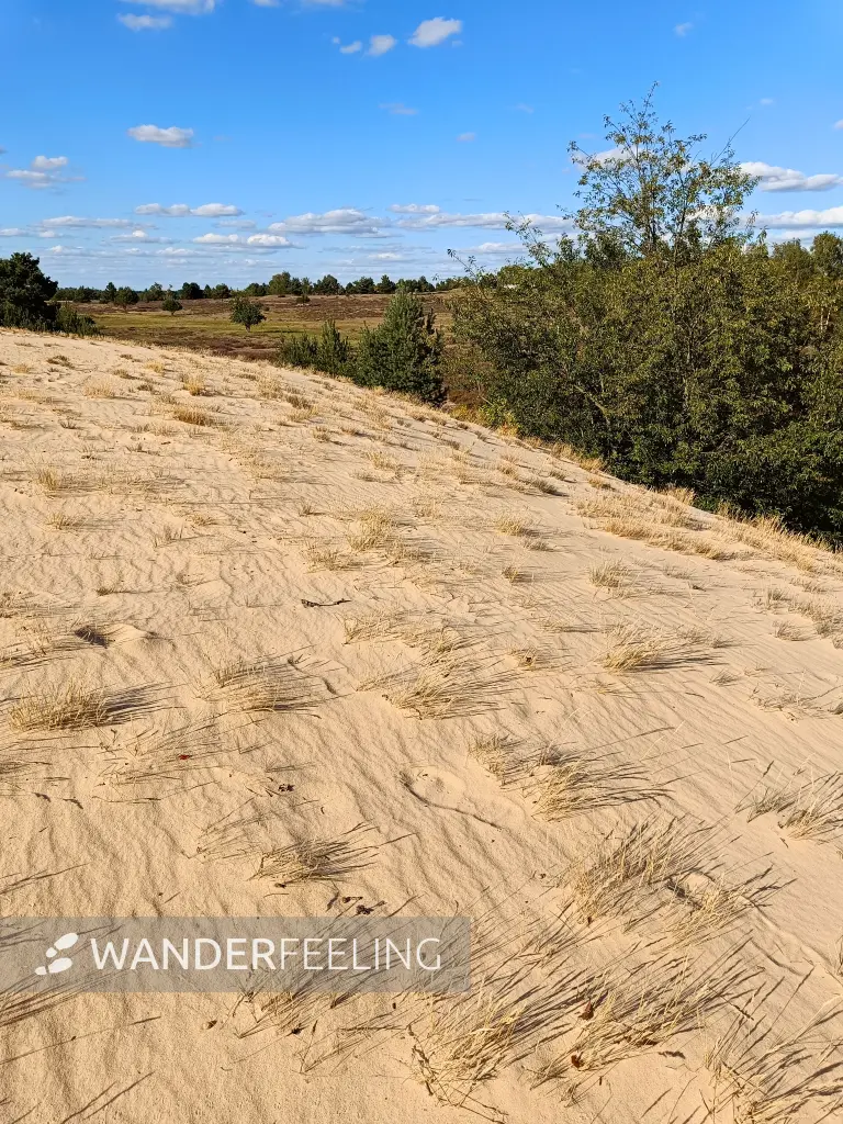 202508180-18 - Binnendüne im Wildnisgebiet Jüterbog bei Luckenwalde, Fläming, Brandenburg, Deutschland