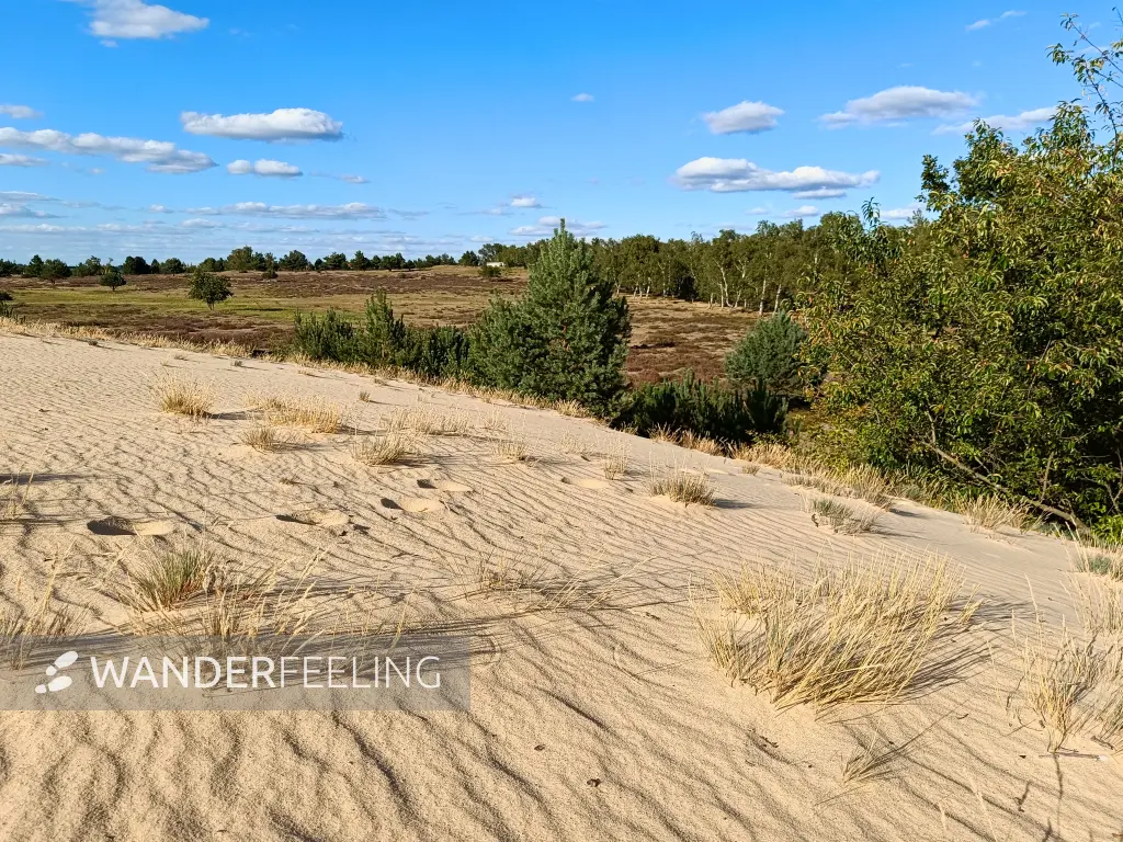 202508180-20 - Binnendüne im Wildnisgebiet Jüterbog bei Luckenwalde, Fläming, Brandenburg, Deutschland