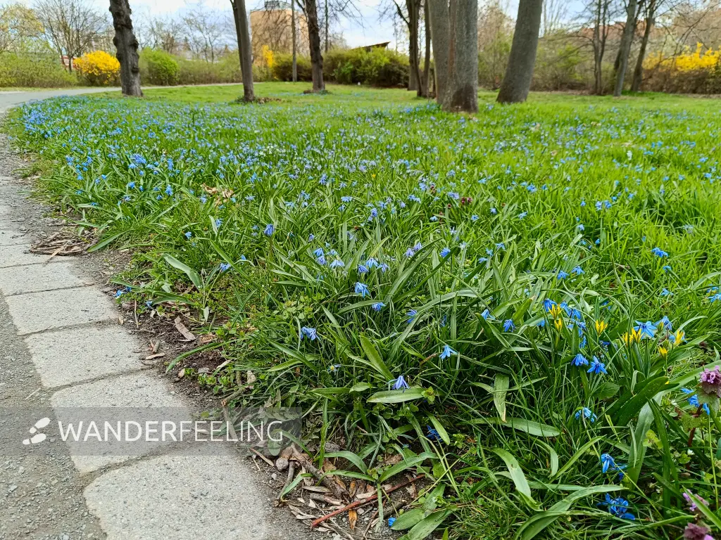 202604040-06 - Blausterne in Tempelhof, Berlin, Deutschland