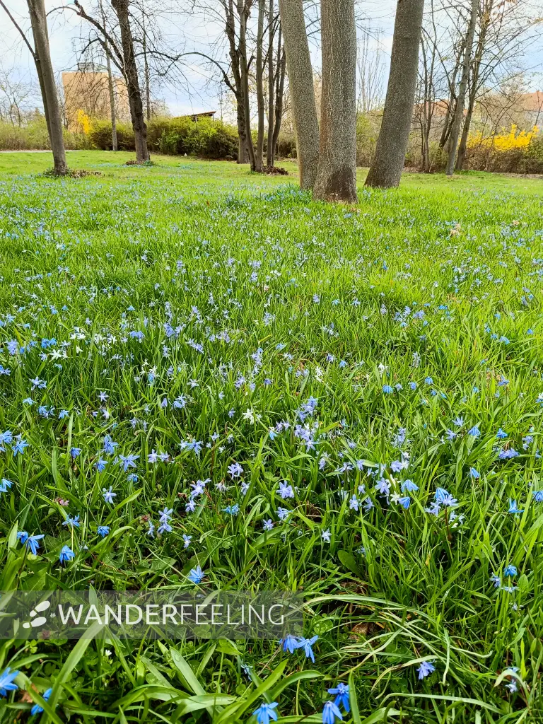 202604040-07 - Blausterne in Tempelhof, Berlin, Deutschland
