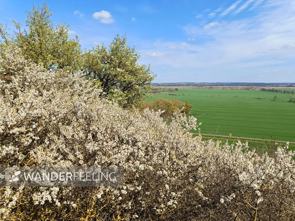 202604150-20 - Blick in das Oderbruch bei Wuhden, Seenland Oder-Spree, Brandenburg, Deutschland