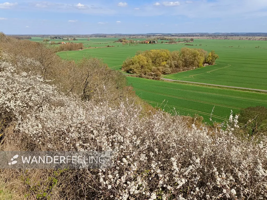 202604150-21 - Blick in das Oderbruch bei Wuhden, Seenland Oder-Spree, Brandenburg, Deutschland