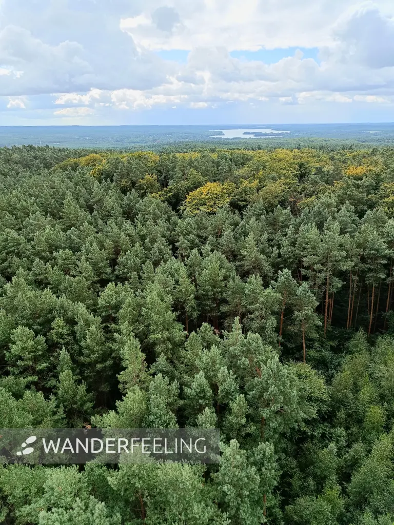 202508230-09 - Blick vom Aussichtsturm in den Rauener Bergen, Seenland Oder-Spree, Brandenburg, Deutschland