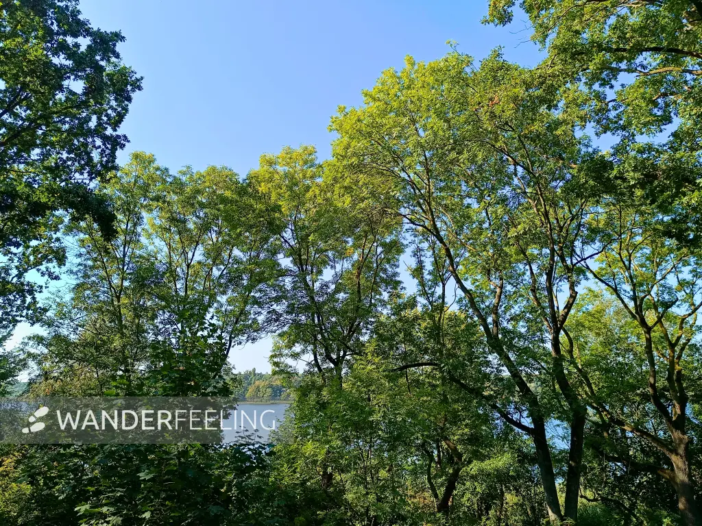 202509270-17 - Blick vom Grunewald auf die Havel, Berlin, Deutschland