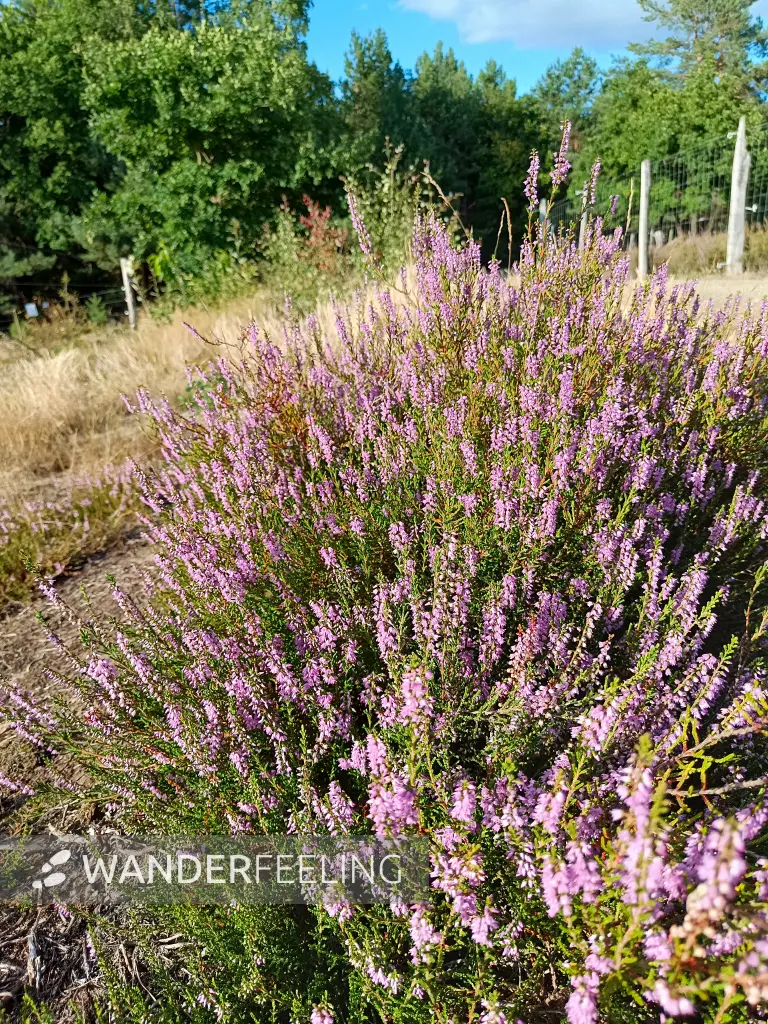 202608110-14 - Blühende Besenheide in der Schönower Heide bei Bernau, Barnimer Land, Brandenburg, Deutschland