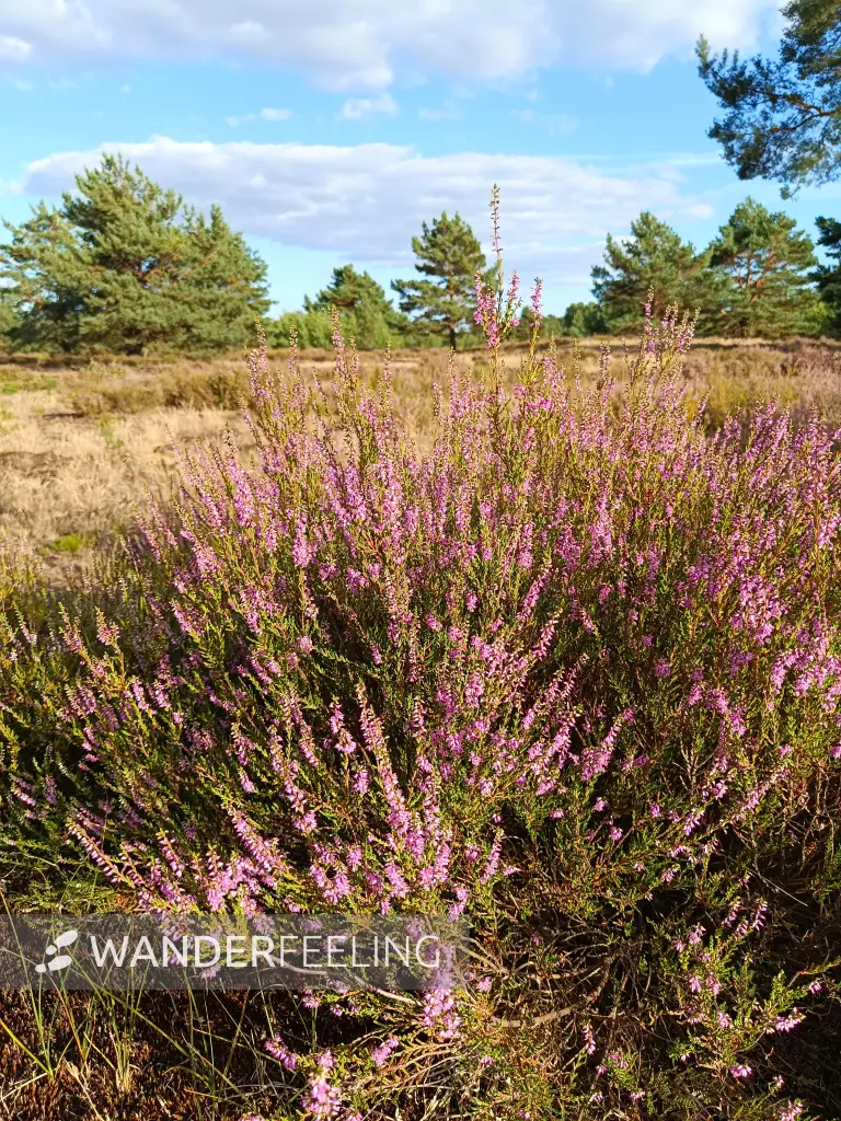 202608110-15 - Blühende Besenheide in der Schönower Heide bei Bernau, Barnimer Land, Brandenburg, Deutschland