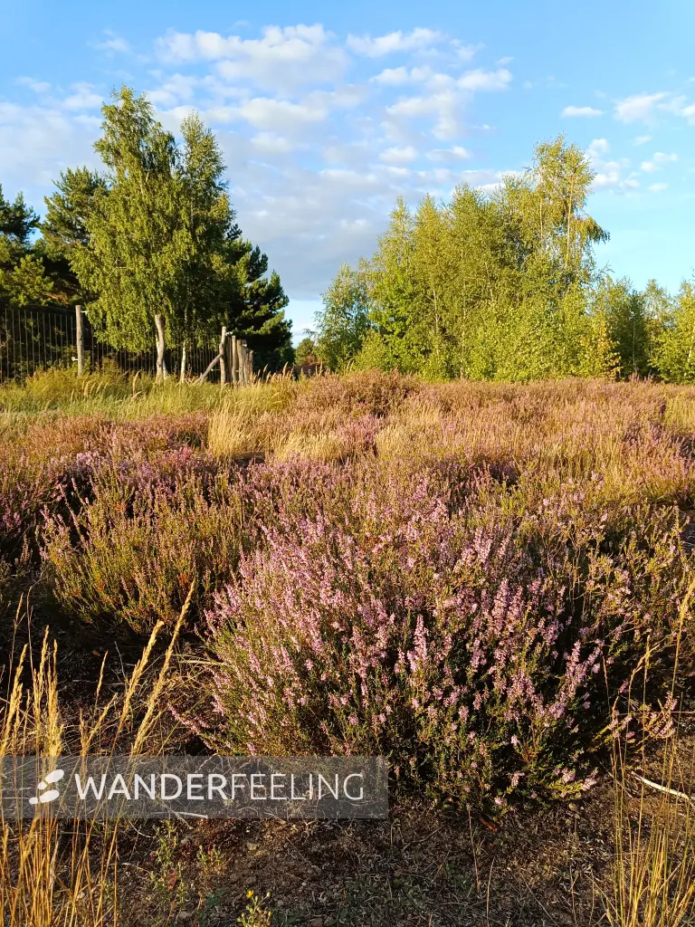 202608110-22 - Blühende Besenheide in der Schönower Heide bei Bernau, Barnimer Land, Brandenburg, Deutschland