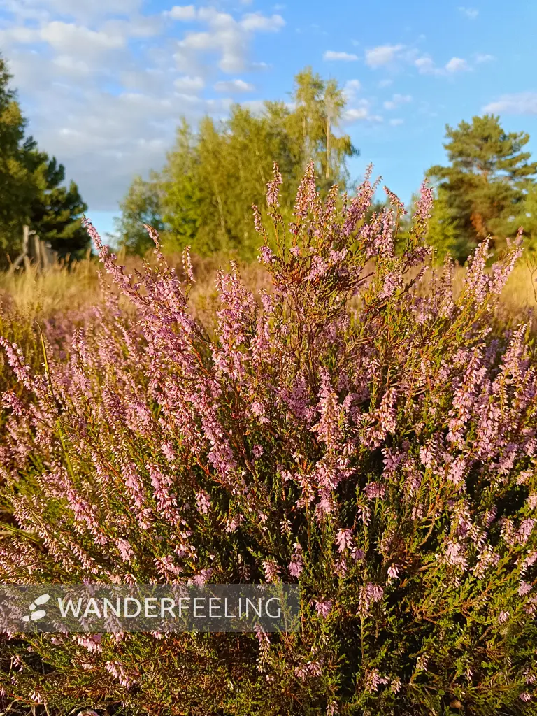 202608110-23 - Blühende Besenheide in der Schönower Heide bei Bernau, Barnimer Land, Brandenburg, Deutschland