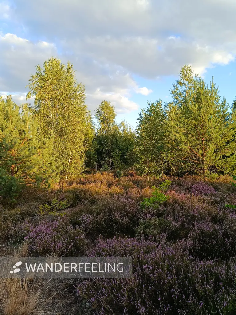202608110-24 - Blühende Besenheide in der Schönower Heide bei Bernau, Barnimer Land, Brandenburg, Deutschland