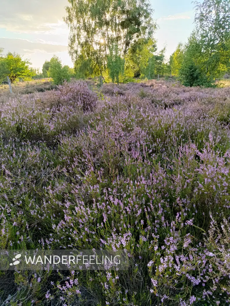 202608110-25 - Blühende Besenheide in der Schönower Heide bei Bernau, Barnimer Land, Brandenburg, Deutschland