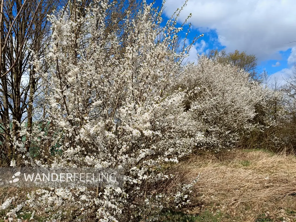 202604060-20 - Blühende Obstgehölze bei Blankenfelde, Berlin, Deutschland