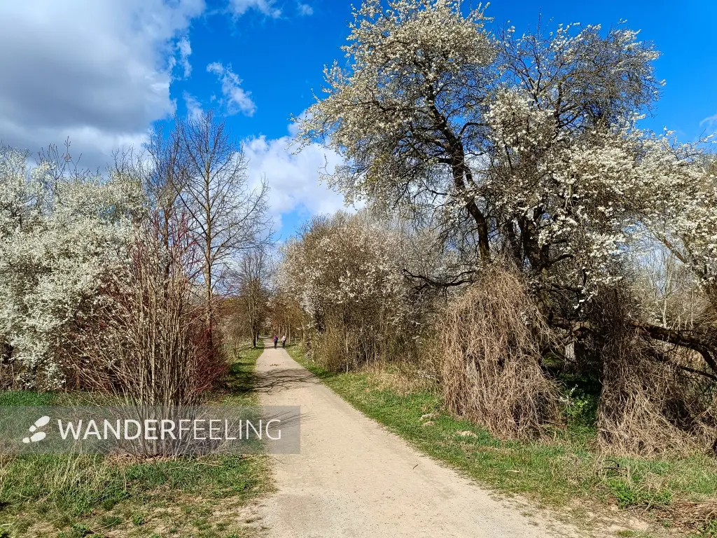 202604060-23 - Blühende Obstgehölze bei Blankenfelde, Berlin, Deutschland
