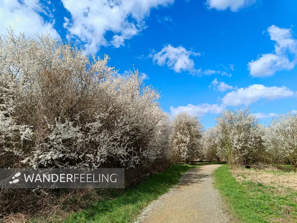 202604060-25 - Blühende Obstgehölze bei Schildow, Berlin, Deutschland