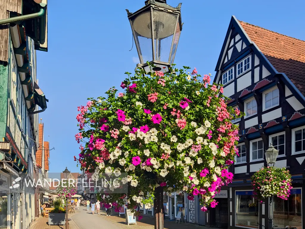 202308181-25 - Blumenampel und Fachwerkhäuser in Celle, Lüneburger Heide, Niedersachsen, Deutschland