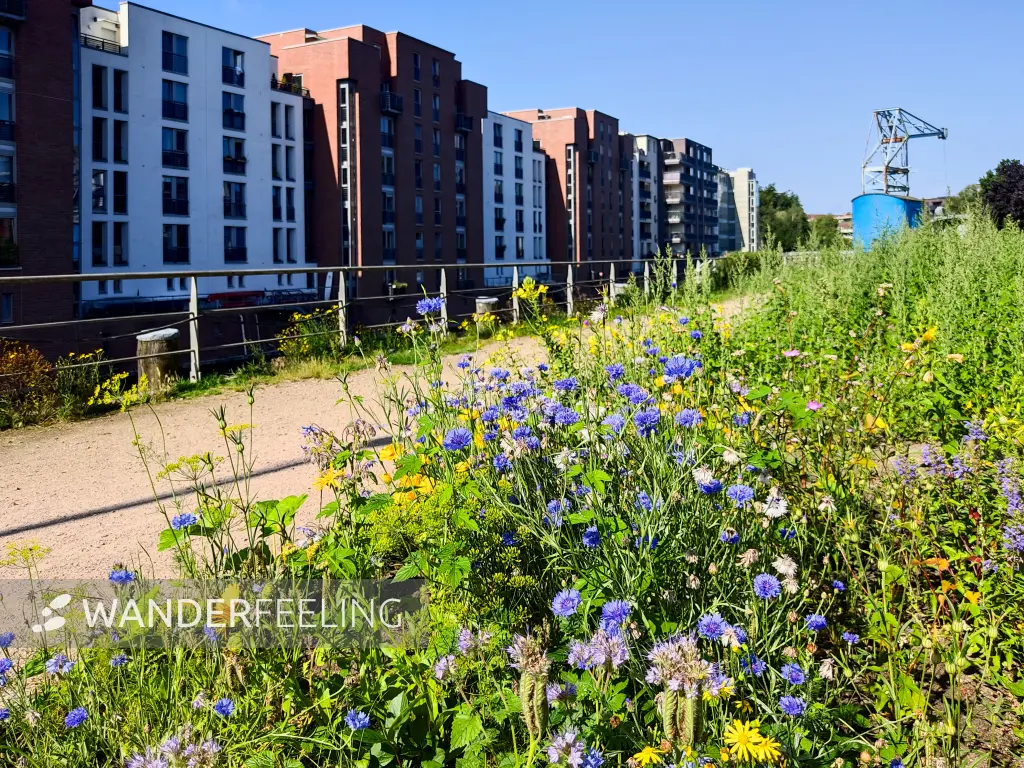 202308200-27 - Blumenbeet am Osterbekkanal in Barmbek, Hamburg, Deutschland
