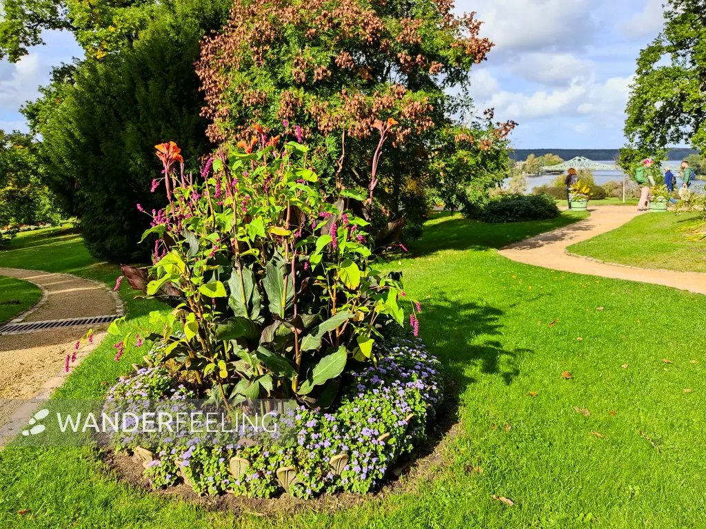 202310140-33 - Blumenbeet im Park Babelsberg, Potsdam, Brandenburg, Deutschland