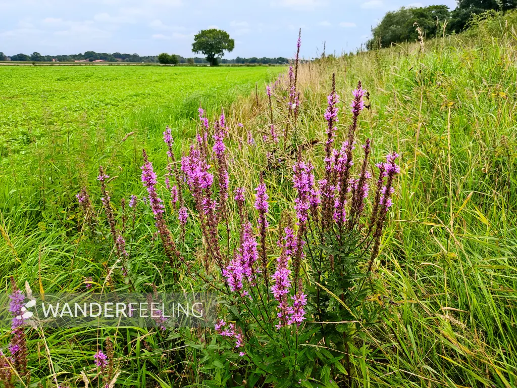 202308160-03 - Blutweiderich an der Hunte, Oldenburger Land, Niedersachsen, Deutschland