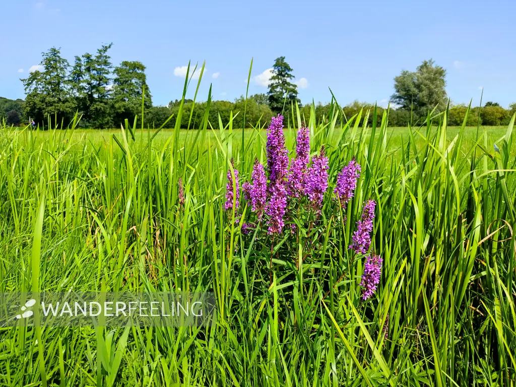 202308220-12 - Blutweiderich in den Schwingewiesen bei Stade, Niedersachsen, Deutschland