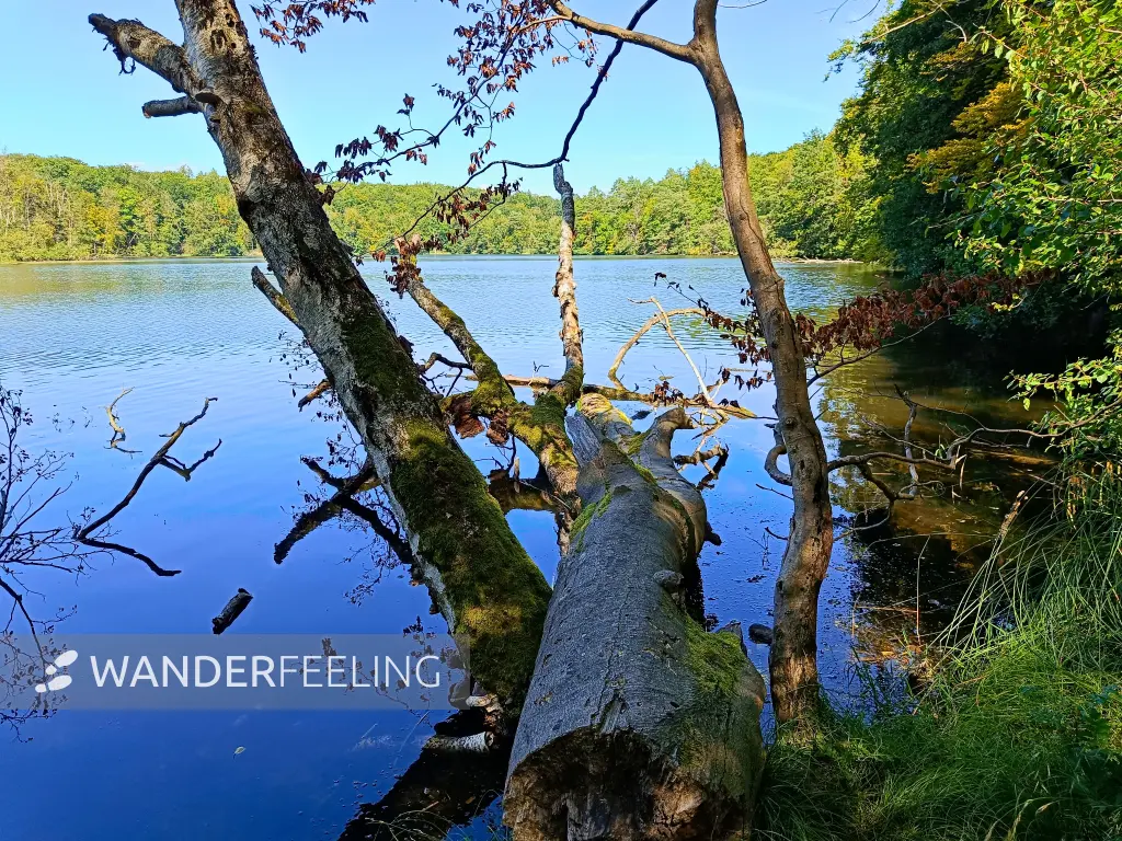 202508110-05 - Böbereckensee bei Rheinsberg, Ruppiner Seenland, Brandenburg, Deutschland