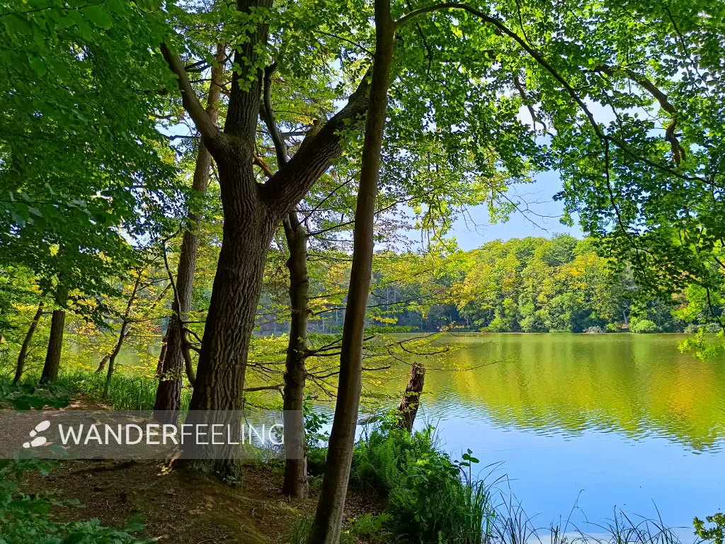 202508110-06 - Böbereckensee bei Rheinsberg, Ruppiner Seenland, Brandenburg, Deutschland