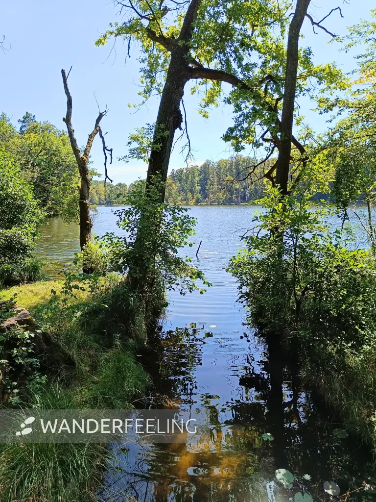 202508110-07 - Böbereckensee bei Rheinsberg, Ruppiner Seenland, Brandenburg, Deutschland