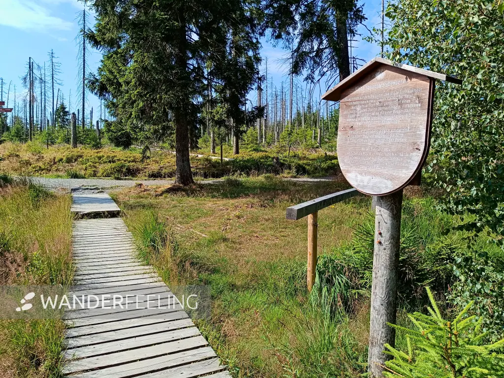 202407230-06 - Bohlenweg am Großen Torfhausmoor im Nationalpark Harz, Harz, Niedersachsen, Deutschland