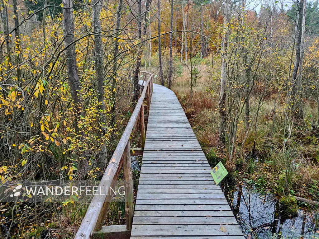 202311060-29 - Bohlenweg am Kleinen Serrahnsee im Müritz-Nationalpark bei Carpin, Mecklenburgische Seenplatte, Mecklenburg-Vorpommern, Deutschland