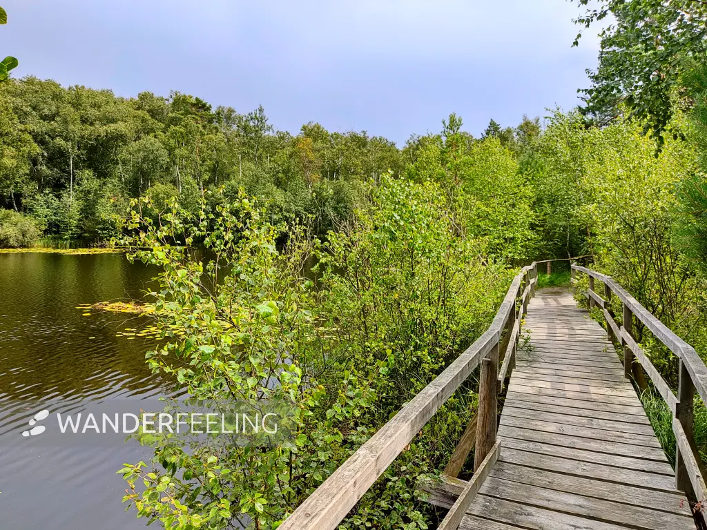 202307260-31 - Bohlenweg an den Wienpietschseen im Müritz-Nationalpark, Mecklenburg-Vorpommern, Deutschland