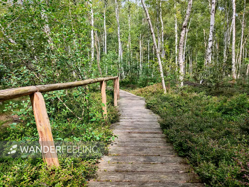 202307260-32 - Bohlenweg an den Wienpietschseen im Müritz-Nationalpark, Mecklenburg-Vorpommern, Deutschland