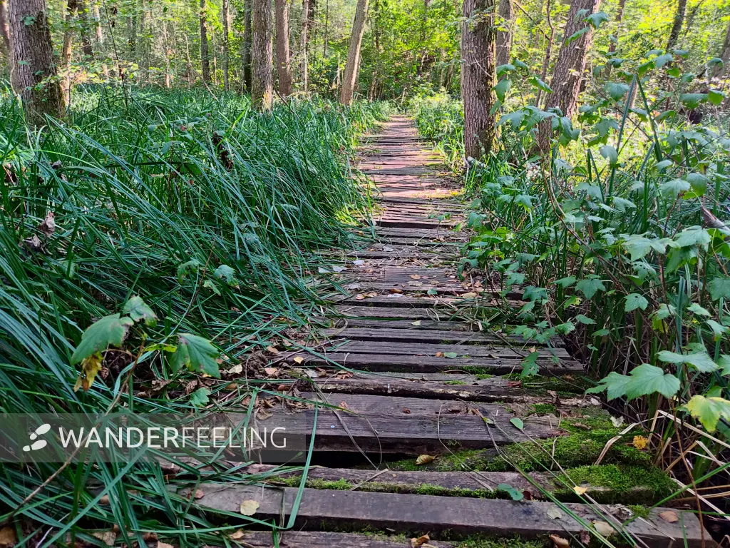 202309160-03 - Bohlenweg bei Wendisch Rietz, Seenland Oder-Spree, Brandenburg, Deutschland