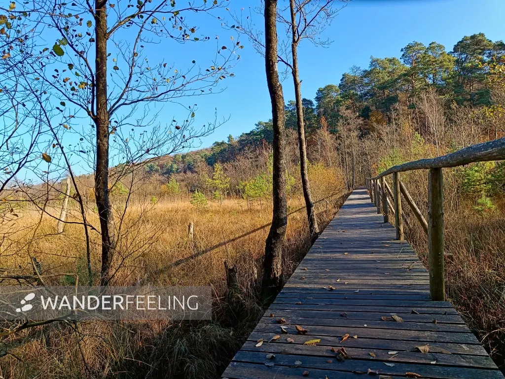202511070-05 - Bohlenweg im Müritz-Nationalpark bei Serrahn, Mecklenburgische Seenplatte, Mecklenburg-Vorpommern, Deutschland