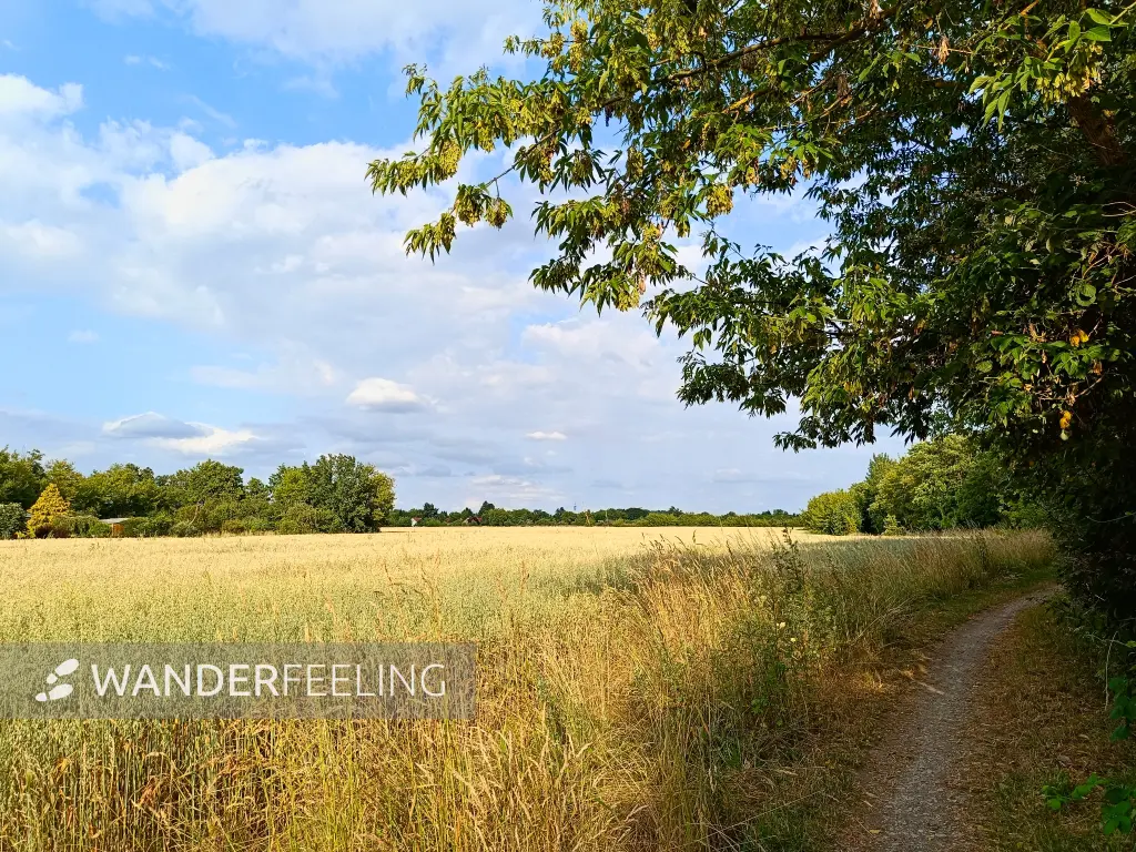 202506250-12 - Bornimer Feldflur, Potsdam, Brandenburg, Deutschland